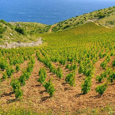 In Basina With Sea View, Terrace *