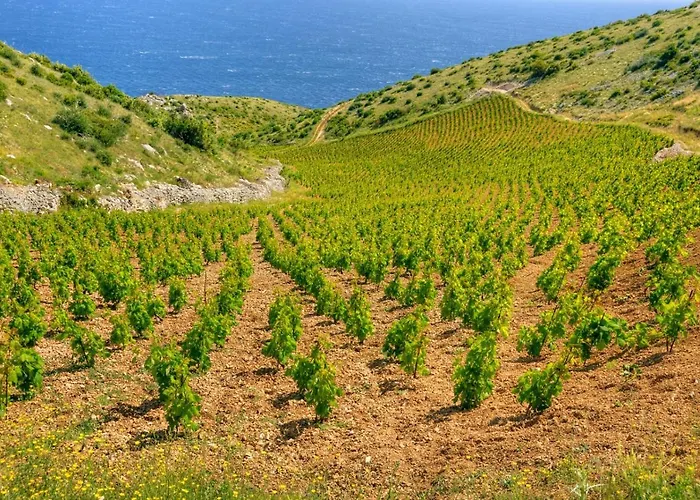 In Basina With Sea View, Terrace *